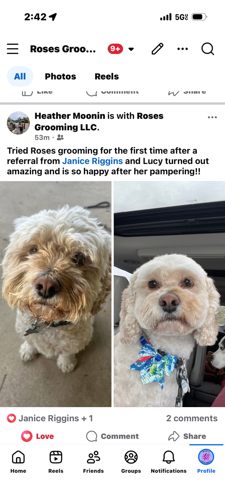 Groomed dog